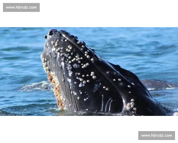 深海作业直击！第一视角体验船舶藤壶清理的硬核挑战